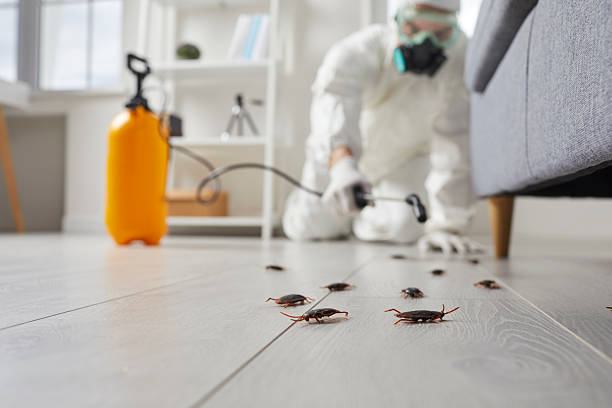 Post-Treatment Bed Bug Interceptor Monitoring in Centerfield
